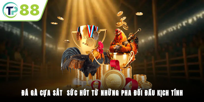 Đá Gà Cựa Sắt - Sức Hút Từ Những Pha Đối Đầu Kịch Tính