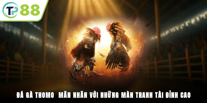 Đá Gà Thomo - Mãn Nhãn Với Những Màn Tranh Tài Đỉnh Cao