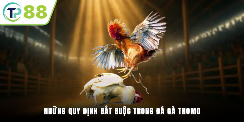 Những quy định bắt buộc trong đá gà Thomo